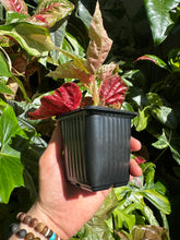 Lade das Bild in den Galerie-Viewer, Begonia Snowcap pink variegata