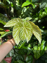 Lade das Bild in den Galerie-Viewer, Begonia Snowcap Mint
