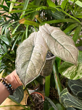 Lade das Bild in den Galerie-Viewer, Alocasia Azlanii Pink Mint Variegata