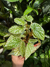 Lade das Bild in den Galerie-Viewer, Begonia Snowcap Mint