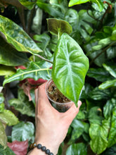 Lade das Bild in den Galerie-Viewer, Alocasia Longiloba Silver