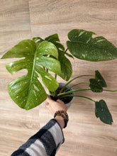 Lade das Bild in den Galerie-Viewer, Monstera Starlight (Cassiopeia) Thai Constellation