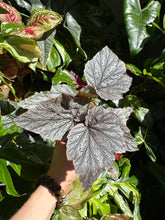 Lade das Bild in den Galerie-Viewer, Begonia Minx
