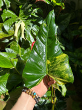 Lade das Bild in den Galerie-Viewer, Philodendron x domesticum var. Siam sunrise'