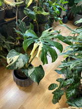 Lade das Bild in den Galerie-Viewer, Monstera Lucifer (Delta) Thai Constellation