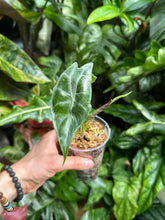 Lade das Bild in den Galerie-Viewer, Alocasia Longiloba Silver