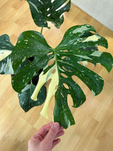 Lade das Bild in den Galerie-Viewer, Monstera Lucifer (Delta) Thai Constellation