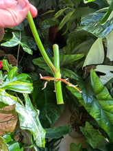 Lade das Bild in den Galerie-Viewer, Philodendron x domesticum var. Siam sunrise'
