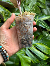 Lade das Bild in den Galerie-Viewer, Alocasia Sanderiana Aurea Variegata