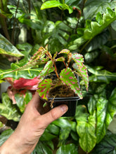 Lade das Bild in den Galerie-Viewer, Begonia Pink Dottie