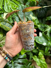 Lade das Bild in den Galerie-Viewer, Alocasia Wentii Aurea Variegata