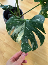 Lade das Bild in den Galerie-Viewer, Monstera Lucifer (Delta) Thai Constellation