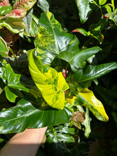 Lade das Bild in den Galerie-Viewer, Philodendron x domesticum var. Siam sunrise'