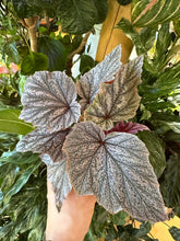 Lade das Bild in den Galerie-Viewer, Begonia Minx
