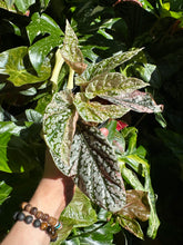 Lade das Bild in den Galerie-Viewer, Begonia Snowcap pink variegata
