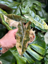 Lade das Bild in den Galerie-Viewer, Alocasia Sanderiana Aurea Variegata