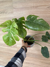 Lade das Bild in den Galerie-Viewer, Monstera Starlight (Cassiopeia) Thai Constellation