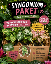 Lade das Bild in den Galerie-Viewer, Syngonium Paket 2x Syngonium + 1x Syngonium Rarität