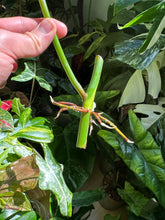 Lade das Bild in den Galerie-Viewer, Philodendron x domesticum var. Siam sunrise'
