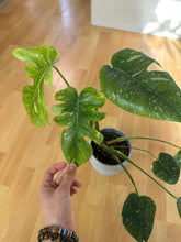 Lade das Bild in den Galerie-Viewer, Monstera Starlight (Cassiopeia) Thai Constellation