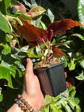 Lade das Bild in den Galerie-Viewer, Begonia Minx