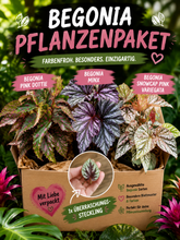 Lade das Bild in den Galerie-Viewer, Begonia-Paket: Minx, Snowcap Pink, Pink Dottie + Überraschungs Begonia Steckling