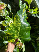 Lade das Bild in den Galerie-Viewer, Philodendron x domesticum var. Siam sunrise'