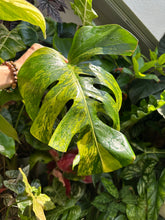 Lade das Bild in den Galerie-Viewer, Monstera Aurea Variegata Steckling