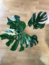 Lade das Bild in den Galerie-Viewer, Monstera Lucifer (Delta) Thai Constellation