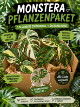 Lade das Bild in den Galerie-Viewer, Pflanzenpaket Monstera + Überraschungssteckling