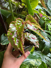 Lade das Bild in den Galerie-Viewer, Begonia-Paket: Minx, Snowcap Pink, Pink Dottie + Überraschungs Begonia Steckling