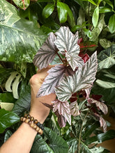 Lade das Bild in den Galerie-Viewer, Begonia Minx Steckling
