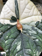 Lade das Bild in den Galerie-Viewer, Rhizom der Alocasia Melo Albo Variegata
