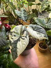 Lade das Bild in den Galerie-Viewer, Rhizom der Alocasia Melo Albo Variegata
