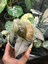 Lade das Bild in den Galerie-Viewer, Alocasia Azlanii Pink Mint Variegata Jungpflanze
