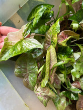 Lade das Bild in den Galerie-Viewer, Syngonium Paket 2x Syngonium + 1x Syngonium Rarität

