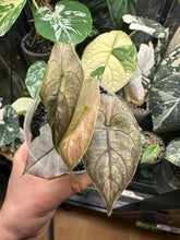 Lade das Bild in den Galerie-Viewer, Alocasia Azlanii Pink Mint Variegata Jungpflanze
