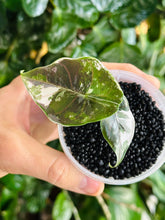 Lade das Bild in den Galerie-Viewer, Alocasia Azlanii Pink Variegata (hight variegated)

