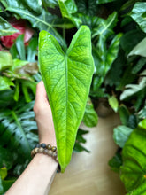 Lade das Bild in den Galerie-Viewer, Alocasia Sulawesi (Green Carpet)
