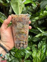 Lade das Bild in den Galerie-Viewer, Alocasia Longiloba Silver
