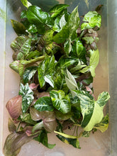 Lade das Bild in den Galerie-Viewer, Syngonium Paket 2x Syngonium + 1x Syngonium Rarität
