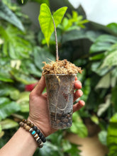Lade das Bild in den Galerie-Viewer, Alocasia Sulawesi (Green Carpet)
