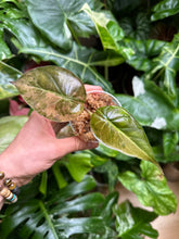 Lade das Bild in den Galerie-Viewer, Alocasia Wentii Aurea Variegata
