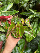Lade das Bild in den Galerie-Viewer, Begonia Pink Dottie
