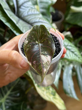 Lade das Bild in den Galerie-Viewer, Alocasia Azlanii Pink Variegata (hight variegated)
