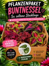 Lade das Bild in den Galerie-Viewer, Begonia Paket + tropischer Überraschungssteckling

