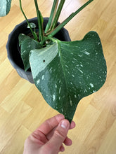 Lade das Bild in den Galerie-Viewer, Monstera Lucifer (Delta) Thai Constellation
