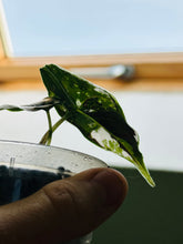 Lade das Bild in den Galerie-Viewer, Alocasia Azlanii Pink Variegata (hight variegated)
