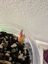 Lade das Bild in den Galerie-Viewer, Rhizome der Alocasia Black Velvet Pink Variegata
