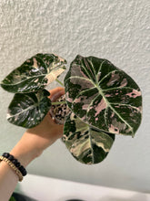 Lade das Bild in den Galerie-Viewer, Rhizome der Alocasia Black Velvet Pink Variegata
